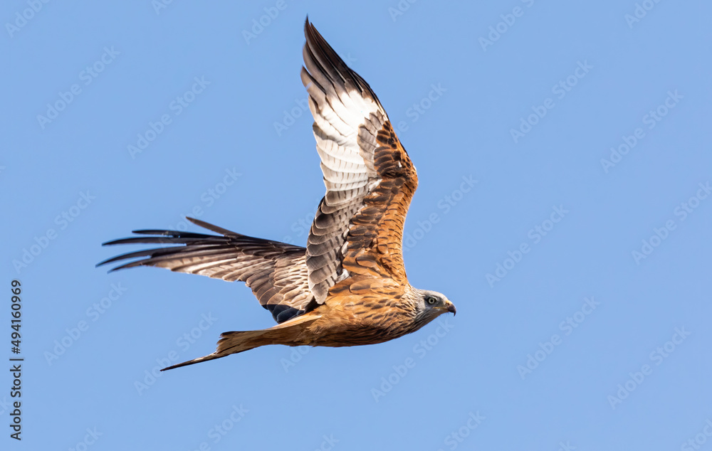 Obraz premium Red kite in flight