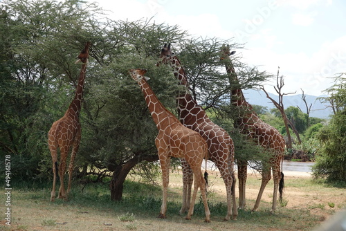 Giraffen Samburu National Reserve