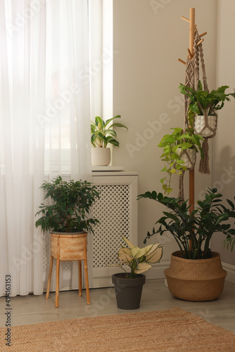 Stylish room interior with beautiful houseplants near window
