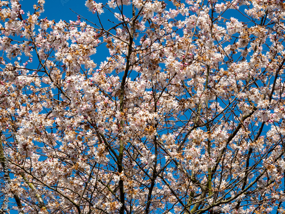 wild Cherry. Wild cherry flowers. wild Cherry. Wild cherry flowers.