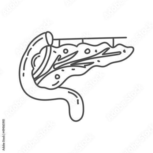 human pancreas hand drawn illustration for educational purposes in schools or for children's coloring books