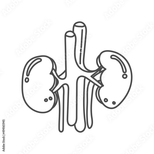 human kidney hand drawn illustration for educational purposes in schools or for children's coloring books