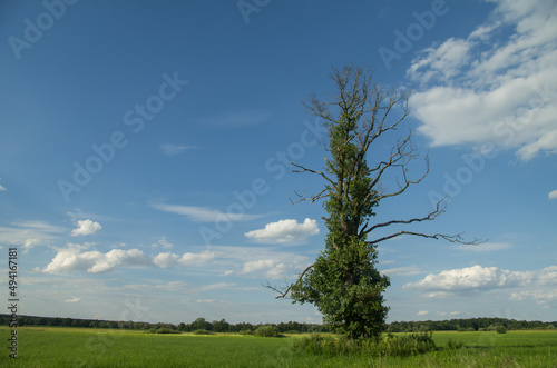 Tree in a field against a cloudy sky.