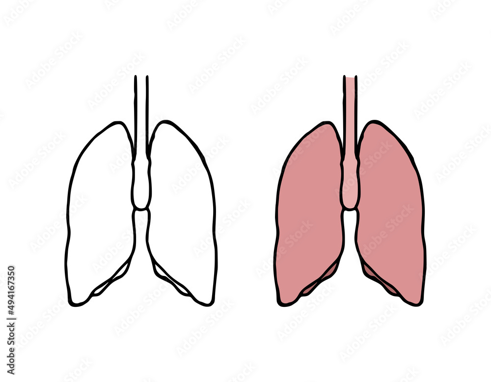 Lungs doodle vector illustration. Human internal organ in hand drawn style Lungs doodle vector illustration. Human internal organ in hand drawn style