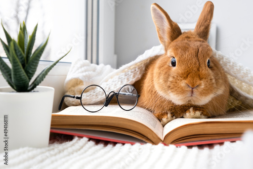 Cute brown little bunny rabbit with eyeglasses lying on plaid on windowsill reading book indoors near window.Smart,brainy pet.Bad poor vision,education concept