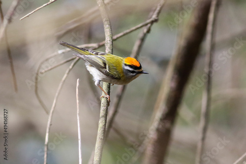 The common firecrest is a very small passerine bird in the kinglet family