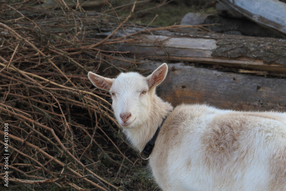 Close up of a white fluffy kit. Species appropriate keeping of animals. Close up of a white fluffy kit. Species appropriate keeping of animals.