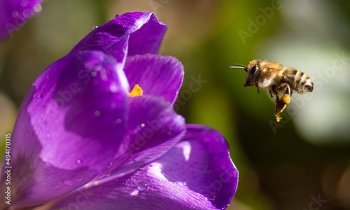 Fioletowy krokus i pszczoła zbierająca pyłek kwiatowy