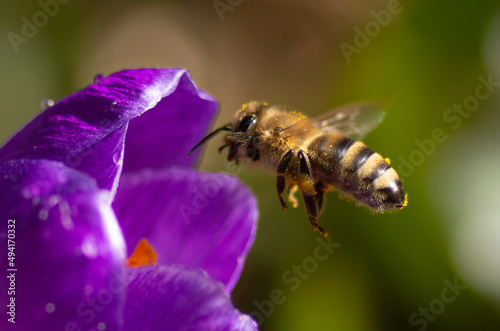 Fioletowy krokus i pszczoła zbierająca pyłek kwiatowy © Dagmara Zgódka