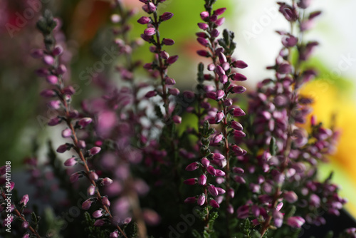 Heather shrub with beautiful flowers on blurred background, closeup