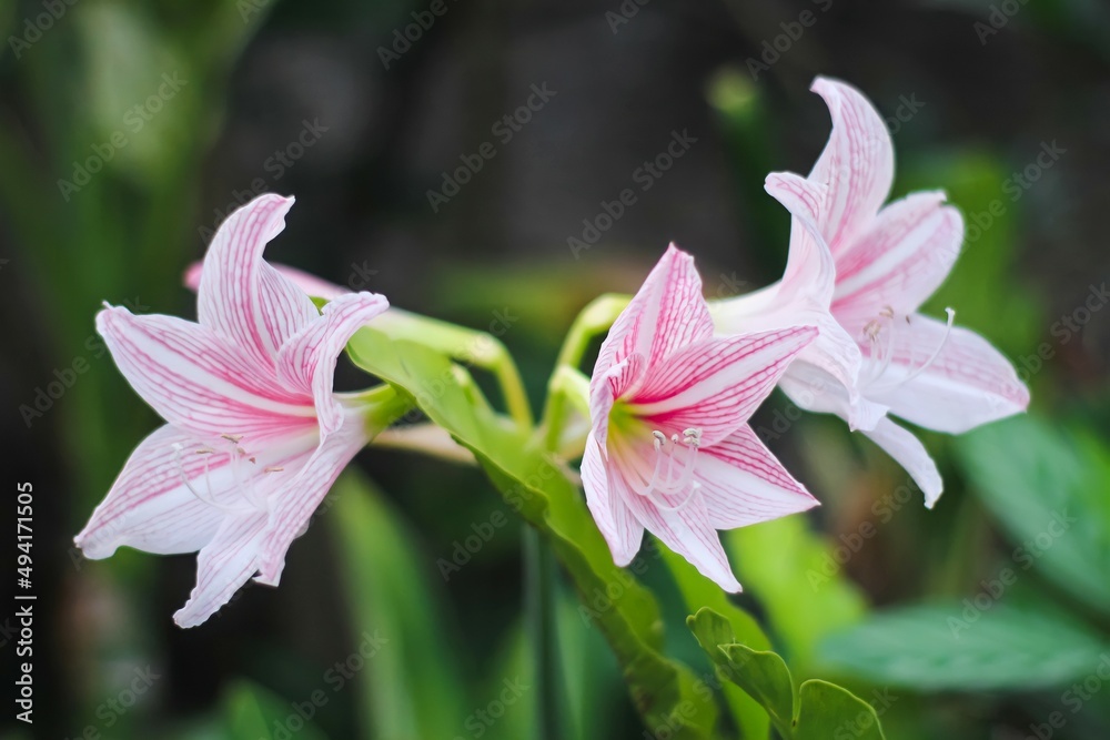 pink lily flowers blossom with blur background pink lily flowers blossom with blur background