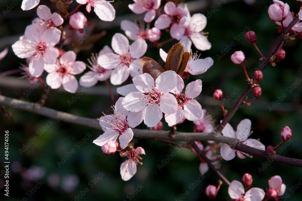 Obraz premium Kirschblüte 2