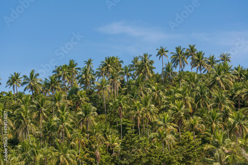 Fototapeta Naklejka Na Ścianę i Meble -  Silhouette of green coconut palm trees background on the mountain and blue sky background, Thailand