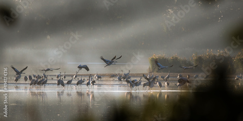 Romantic sunrise on a fish pond, cranes waking up in the morning by the water Nature reserve Barycz Stawy Milickie, a large flock of cranes wakes up on the water in the sun's rays