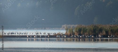 Romantic sunrise on a fish pond, cranes waking up in the morning by the water Nature reserve Barycz Stawy Milickie, a large flock of cranes wakes up on the water in the sun's rays