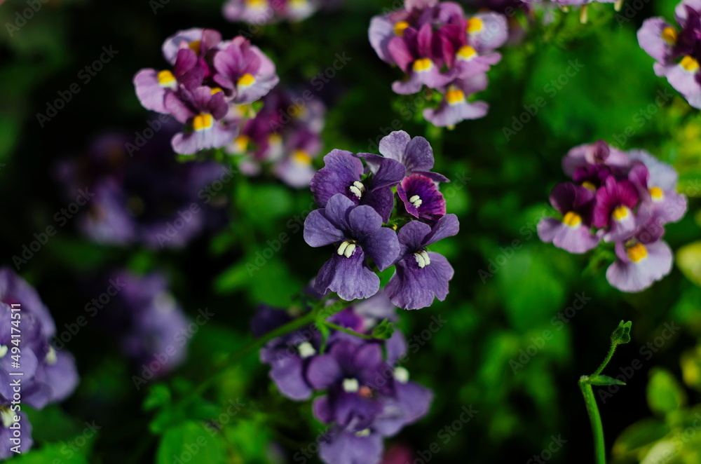 Macro photo of the Summer flower. Nature concept. Violet flowers meadow. Gardening planting plants and flowers. Macro photo of the Summer flower. Nature concept. Violet flowers meadow. Gardening planting plants and flowers.