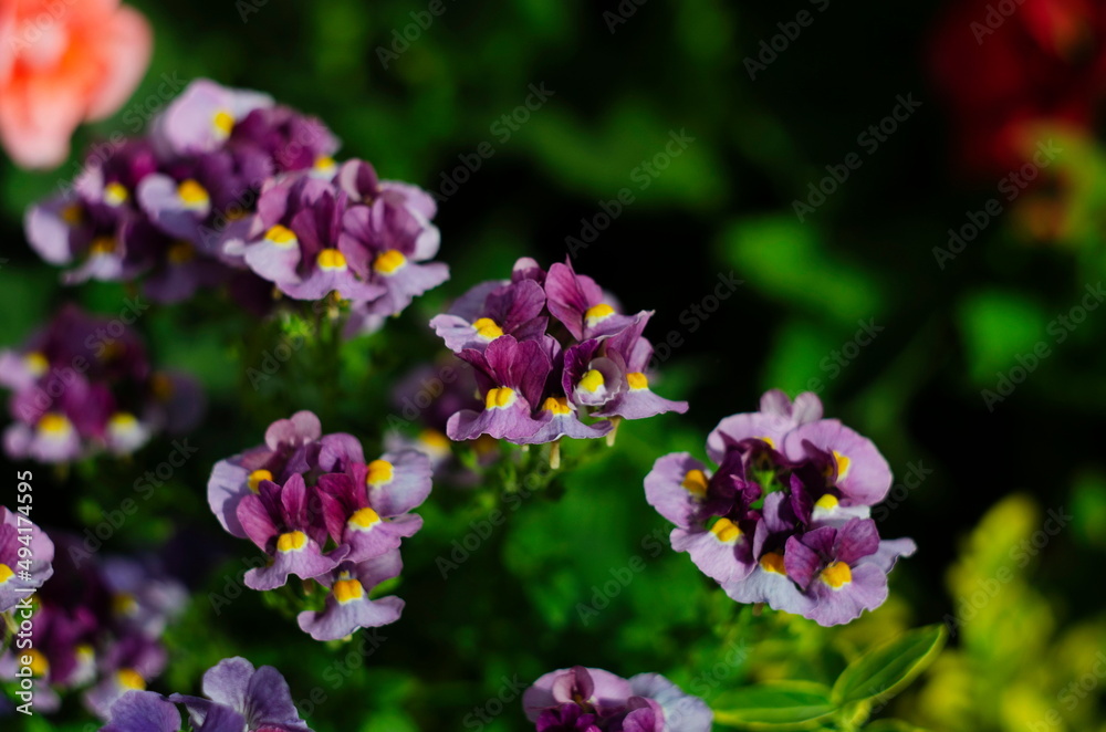 Macro photo of the Summer flower. Nature concept. Violet flowers meadow. Gardening planting plants and flowers. Macro photo of the Summer flower. Nature concept. Violet flowers meadow. Gardening planting plants and flowers.