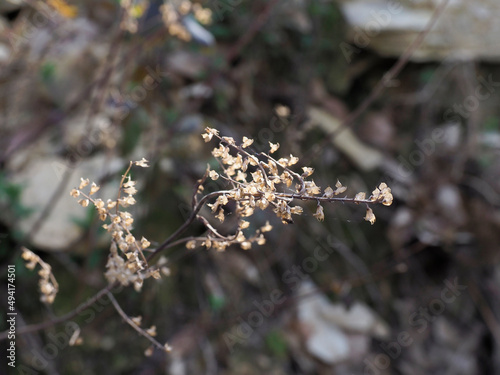 detail of ulmus pumilla in a meadow photo