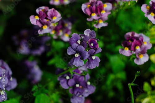 Macro photo of the Summer flower. Nature concept. Violet flowers meadow. Gardening planting plants and flowers.