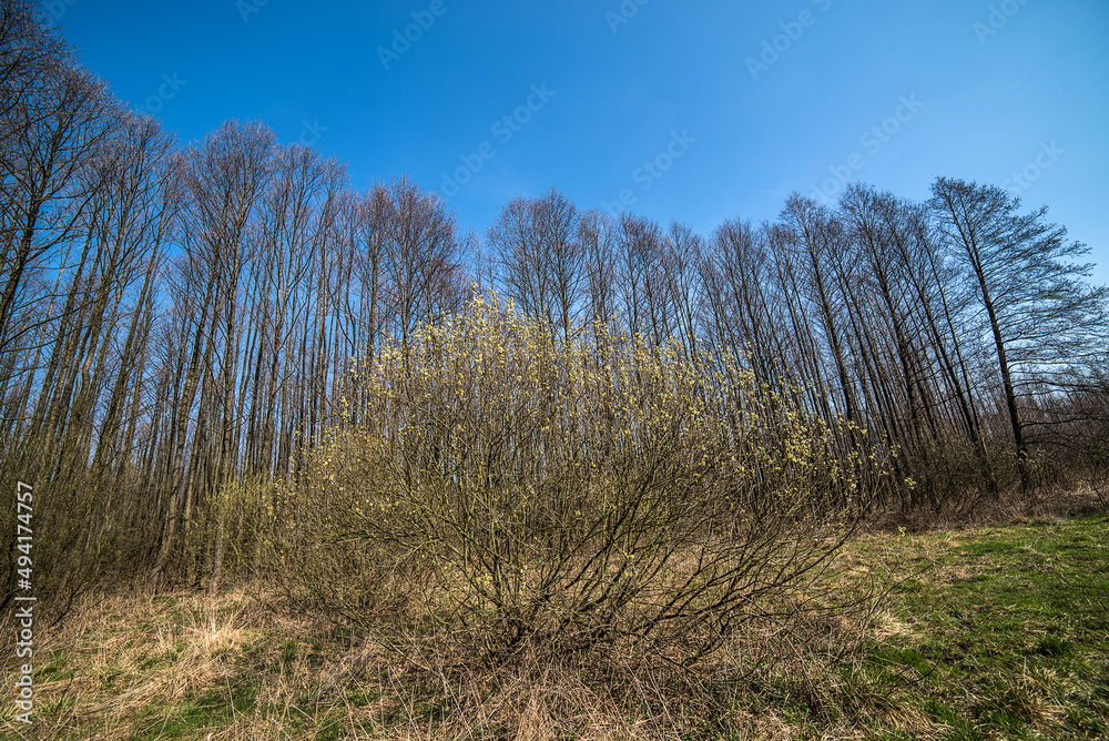 Bare trees in the spring forest. Bare trees in the spring forest.