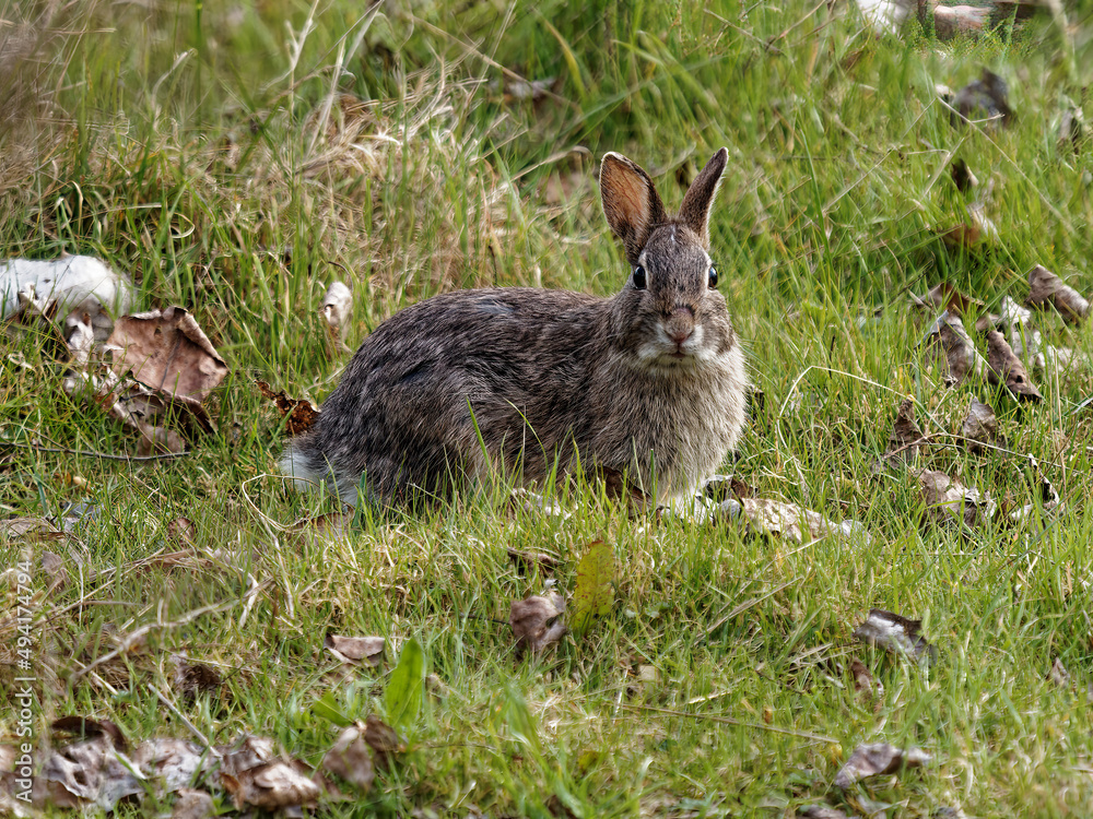 Fototapeta premium brown rabbit in a meadow