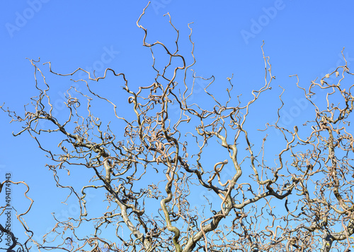 Obraz na płótnie Contorta curly hazelnut is not an evergreen plant, but it also looks impressive in winter without leaves...Branches are beautifully intertwined and twisted. Amazing hazelnut tree blue background. w salonie