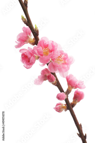 白背景の桃の花 © haru