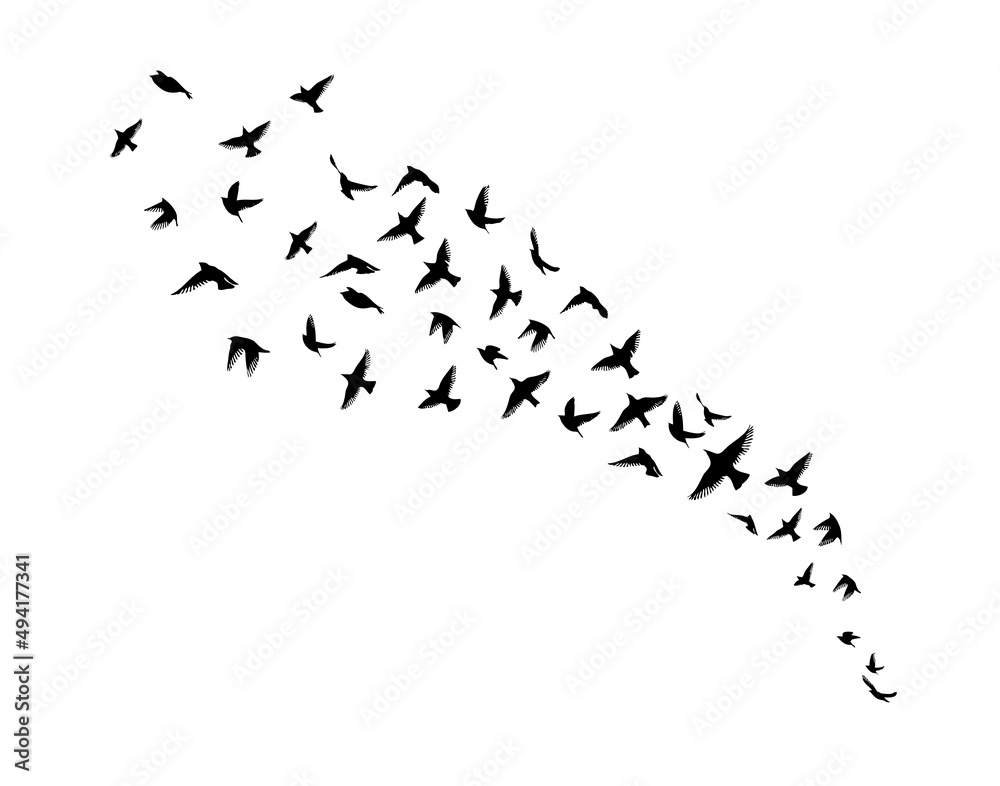 Obraz premium A flock of flying birds. Free birds. Vector illustration