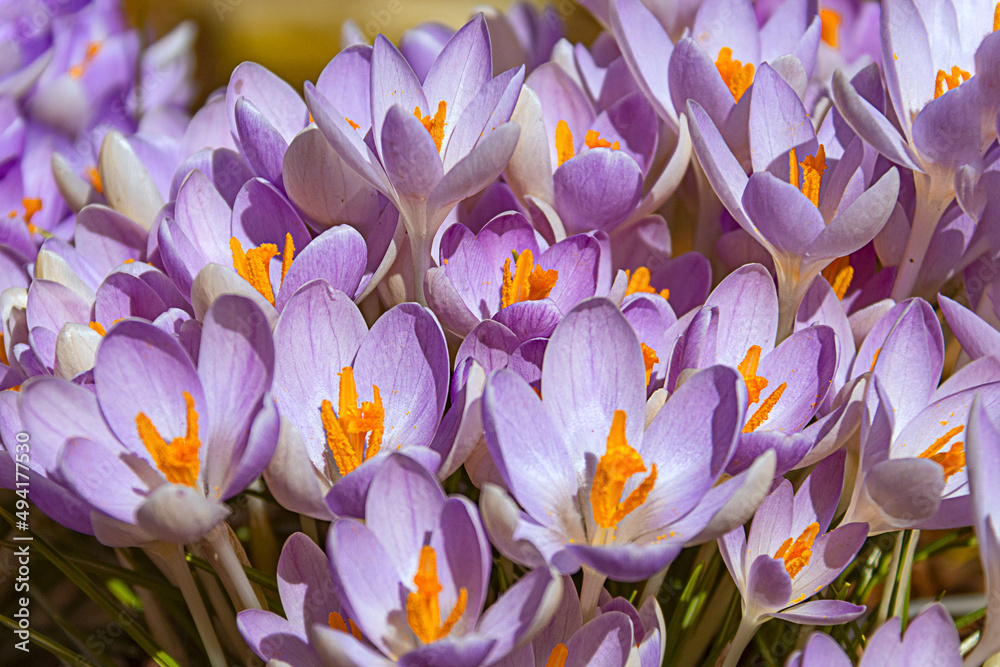 Obraz premium The first spring flowers. Purple crocuses in a clearing
