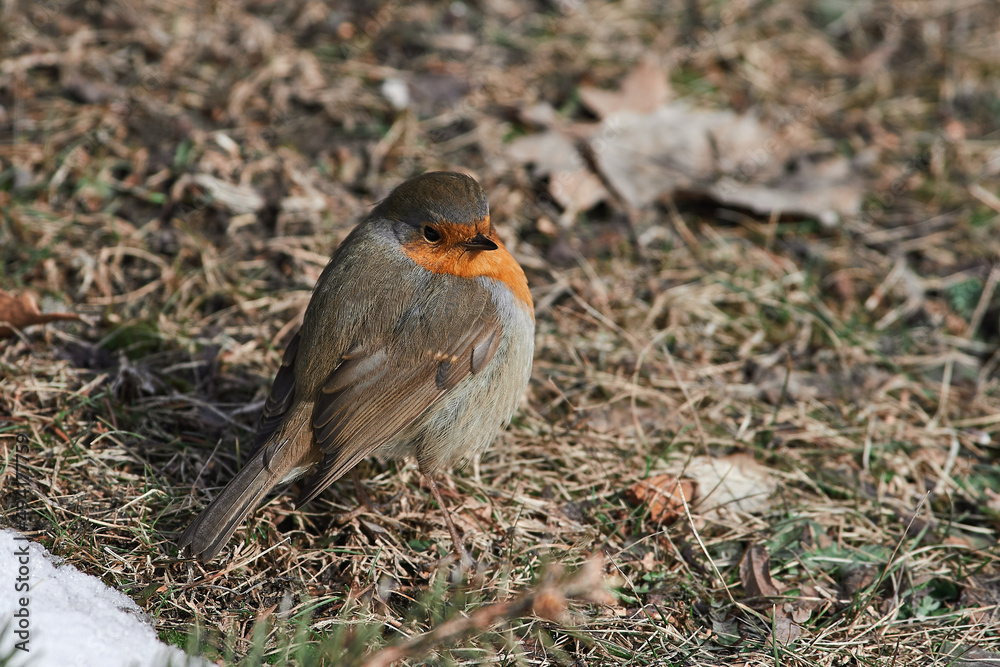 Erithacus rubecula sit on ground
European robin, robin, robin redbreast sit on snow Volgograd region, Russia Erithacus rubecula sit on ground
European robin, robin, robin redbreast sit on snow Volgograd region, Russia