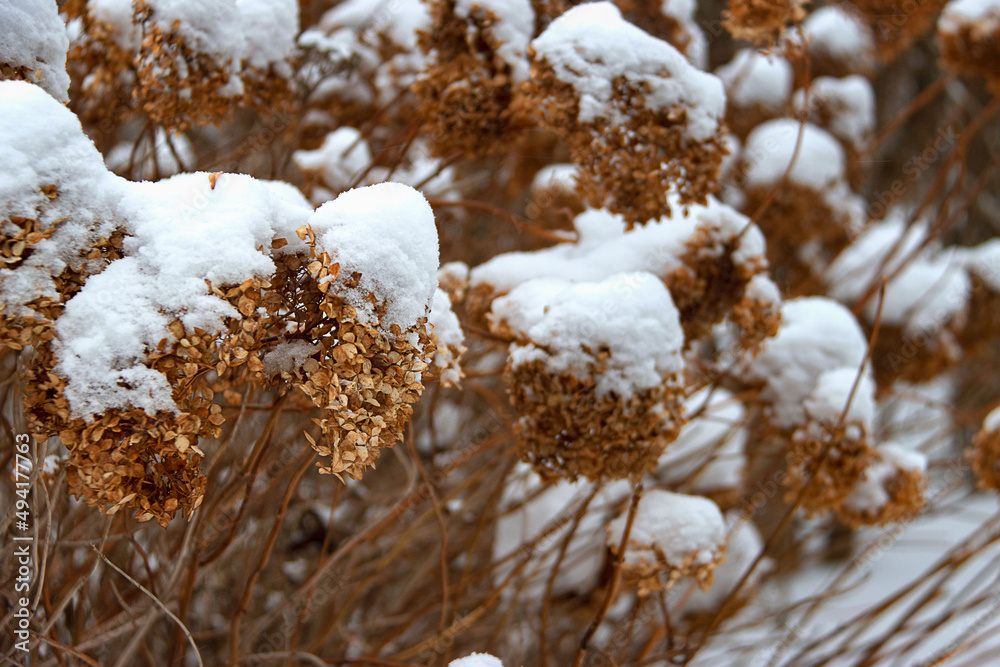 Hydrangea, hydrangea flowers under snow in winter Hydrangea, hydrangea flowers under snow in winter
