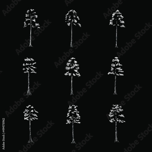 coast redwood hand drawing vector illustration isolated on black background