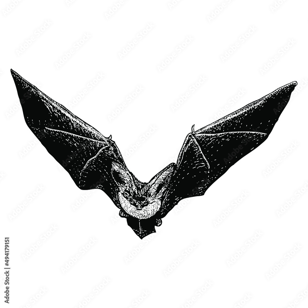 bat hand drawing vector illustration isolated on white background Stock