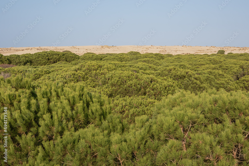 Low pine shrubs and sand dunes in the background at the Donana National Park in the vicinity of the Atlantic coast