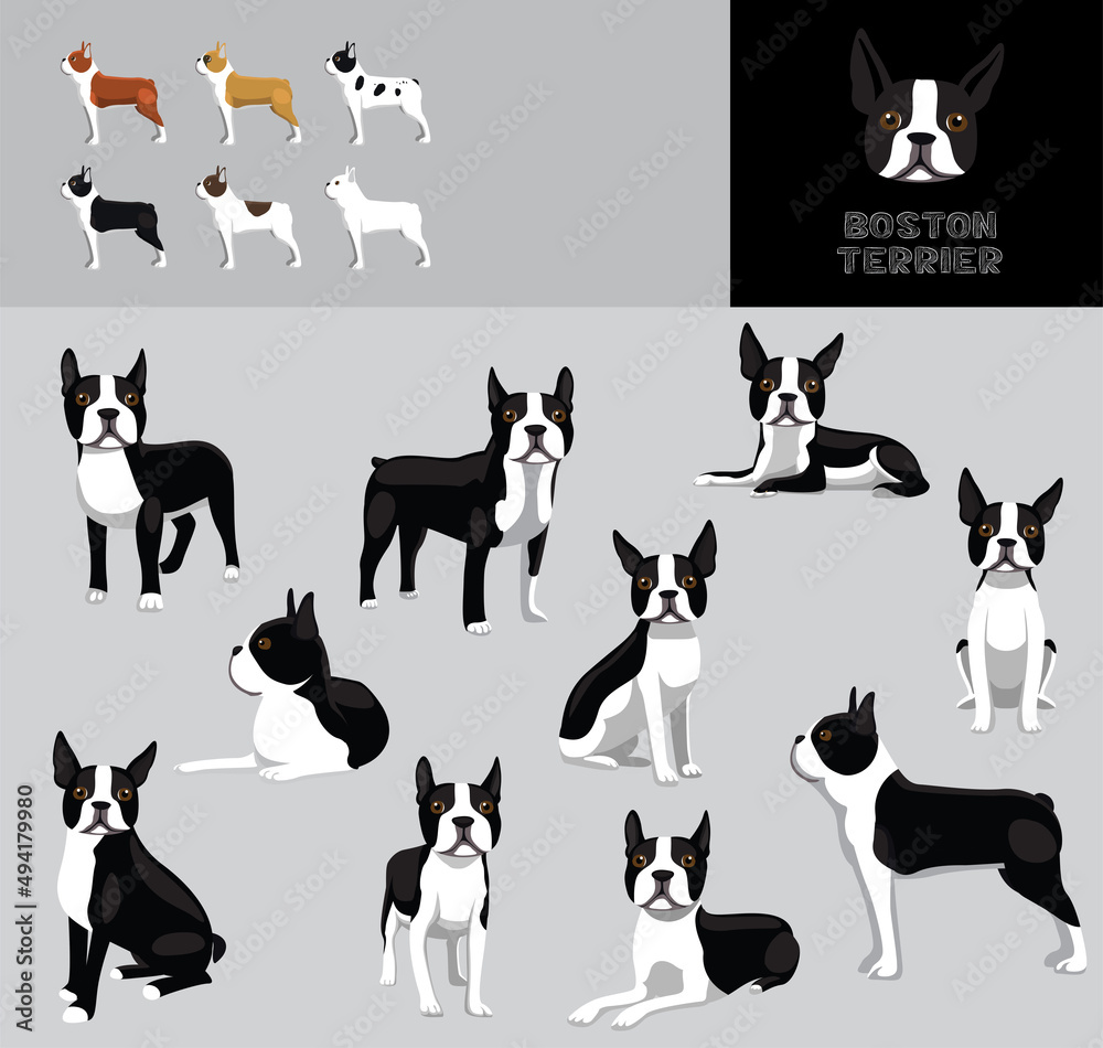 Dog Boston Terrier Cartoon Vector Illustration Color Variation Set