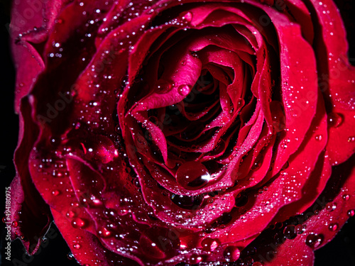 Rose mit Wassertropfen