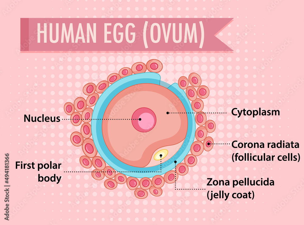 Diagram showing human egg ovum Diagram showing human egg ovum