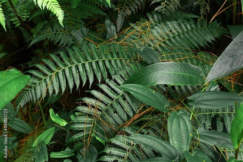Fototapeta Naklejka Na Ścianę i Meble -  Fern leaves on a jungle with other plants