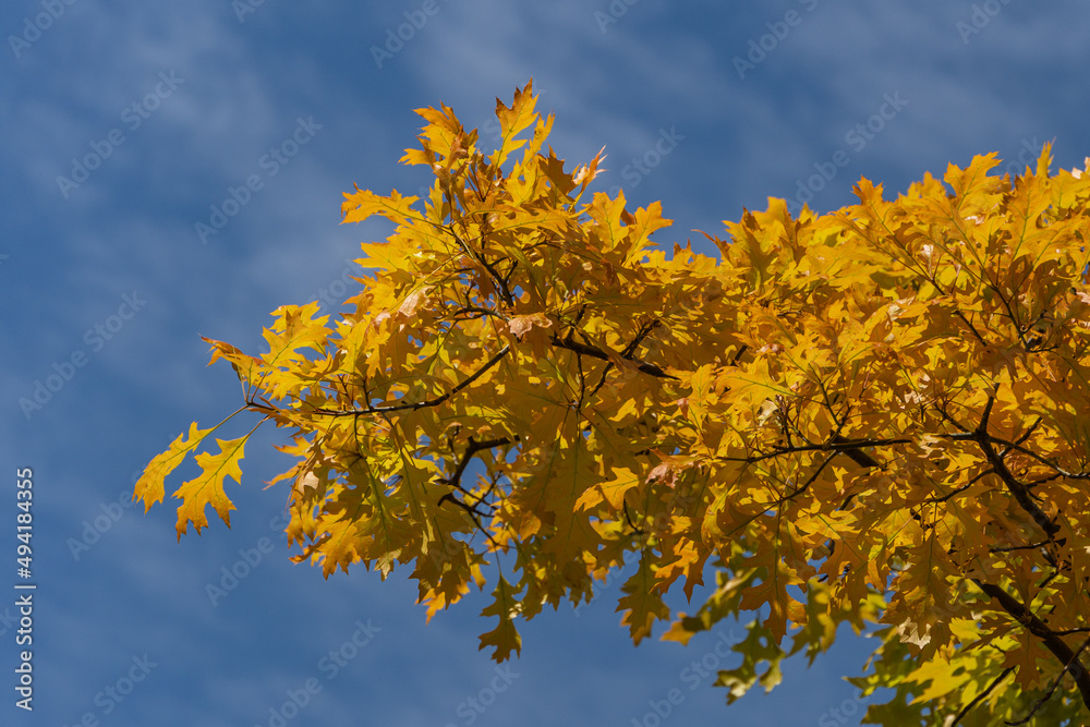 Quercus palustris, pin oak or swamp Spanish oak. Beautiful golden leaves on branches of Quercus palustris, pin oak or swamp Spanish oak. Bright young lush foliage against blue sky. Spring sunny day. Quercus palustris, pin oak or swamp Spanish oak. Beautiful golden leaves on branches of Quercus palustris, pin oak or swamp Spanish oak. Bright young lush foliage against blue sky. Spring sunny day.