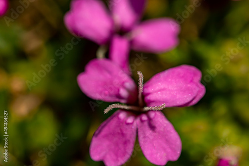 Silene acaulis flower in mountains, close up shoot 