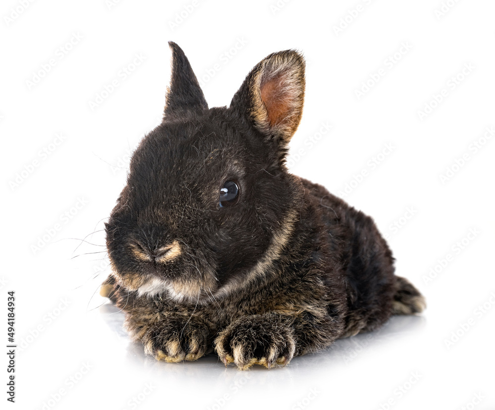 Obraz premium Rex rabbit in studio