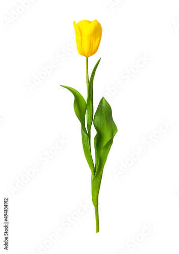 yellow tulip isolated on white background. vertical #494184912