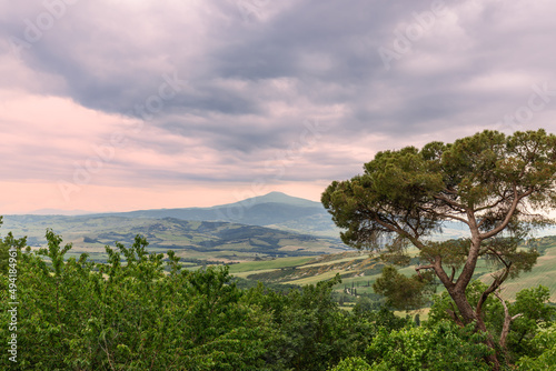 A huge pine tree with a background of endless green meadows of Tuscany crossed by rural roads and finishing beyond the horizon. Val d'Orcia, Italy