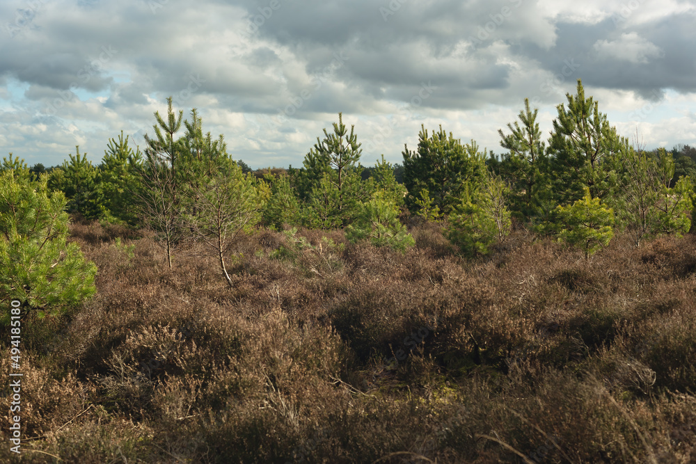 Young pine trees in sunlight among heather bushes under a cloudy sky.