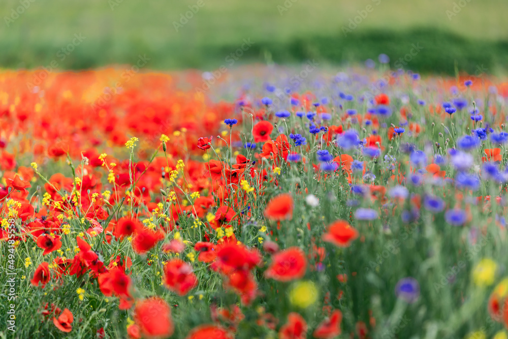 Red poppies and other meadow wild flowers in Tuscany, Italy (Selective Focus) Red poppies and other meadow wild flowers in Tuscany, Italy (Selective Focus)