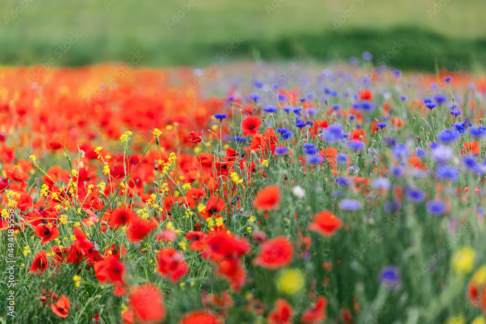 Red poppies and other meadow wild flowers in Tuscany, Italy (Selective Focus)