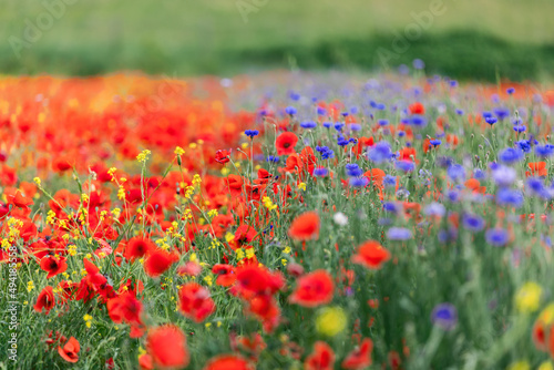 Red poppies and other meadow wild flowers in Tuscany, Italy (Selective Focus) © Artem