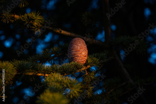 Cedrus atlantica, the Atlas cedar pine tree in Hungary