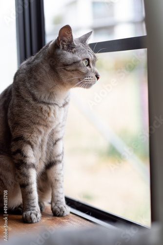 窓の外を眺める猫　サバトラ猫