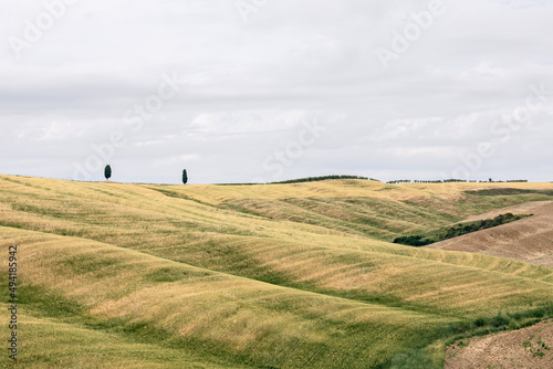 Ttwo lonely cypress trees in the middle of yellow and green hills and lowlands of Tuscany, Italy